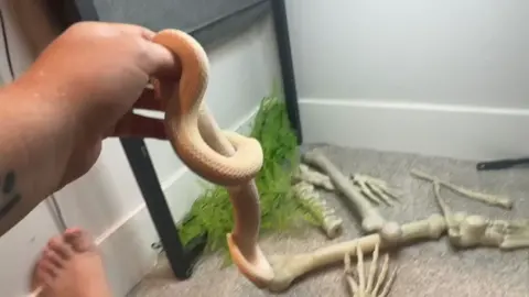 Part 2 out of 5 (mini series group A). Full video on YouTube. Enjoy Butter in this clip.  #hognose #hognosesnake #hognosesnakesofinstagram #grilledcheese #albino   #snake #snakes #snek #reptile #reptiles #reptilesofinstagram #reptilelover #reptilekeeper #pet #pets #daily #instagram #tiktok #reels #cute #fun #happy #ballpythonsoftiktok #boise #idaho 
