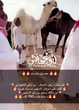 #ابو عماش#نوادر_الابل #جائزة_الملك_عبدالعزيز_للابل #السعودية🇸🇦 #مزاد ضريه