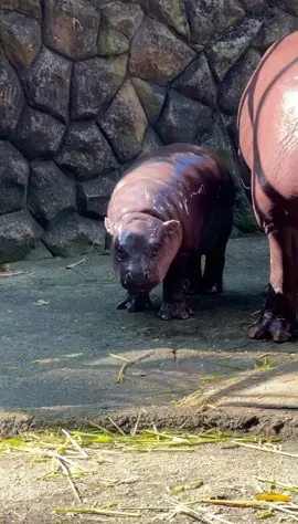 Moodeng always be running around 🤣🤣  #moodeng #hippo #cure #viral #fyp #Running #cute 