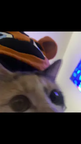 #cats #catmemes #dankmemes #offlain #memes #freddyfazbearspizzaria 