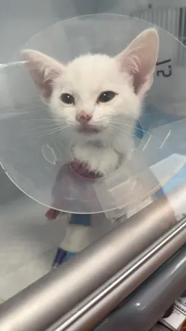 Good news and bad news… the good news is Little Miss General Snow has been released from the hospital. The bad nes is we rescued Gorda, a critically injured cat. We need help. 😩@Loop @stefanie.lynn00 @Maddie <3 @Wesley #davidloop65 #fyp #cat #cattok #catsoftiktok #catdad #catmom #kitten #kittensoftiktok 