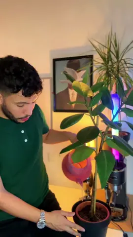المحب الحقيقي لا يتزحزح 💚