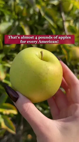 Michigan is the best place to savor fresh fall flavors like this Pure Michigan Maple Glazed Apple Pie from @Grand Traverse Pie Company , take in fantastic fall colors and enjoy all the splendor of the season. #PureMichiganPartner 🍎🥧Follow @Pure Michigan to get inspired and plan a getaway that will engage all your senses. #puremichigan #asmr