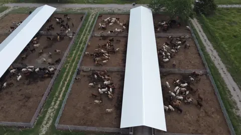 Compra y venta de ganado Estabulado #estabulado #feedlot #ganaderia #ganado #engorde #rancholareliquia