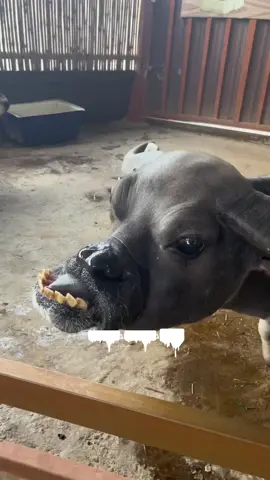 Animal Down #animals #funny #funnyanimals #funnymoments #fyp #viral #viralvideos #lachflash #lustigeclips #viralditiktok #animallover #laugh #satisfying #satisfyingvideo #lol #teethwhitening #teethcare #animalfriends #downsyndrome #down 