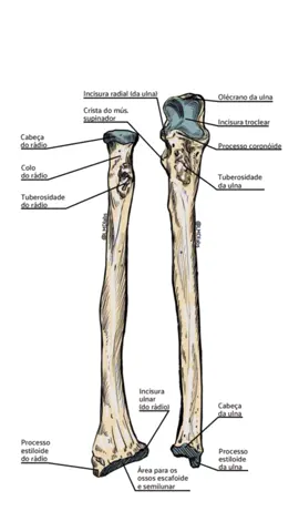 🔴👉 QUIZ DE ANATOMIA 🟨 Aula de Anatomia humana
