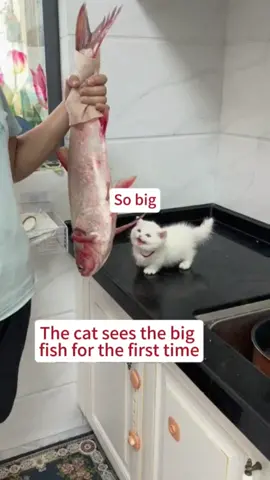 Did you like this video? #cat #cute #foryou #foryoupage 