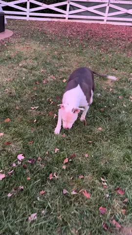 I guess no one told them the suspects aren’t supposed to do the chasing  #suspectchallenge #suspect #dog #trend #trending #funny #funnydog #americanbully #dogmom #dogdad 