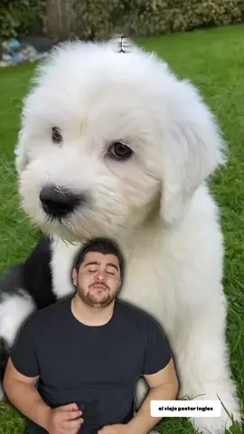 el viejo pastor ingles #parati #josera145 #viejopastoringles #bobtail #dogsoftiktok #perritos @Fancy Pets 