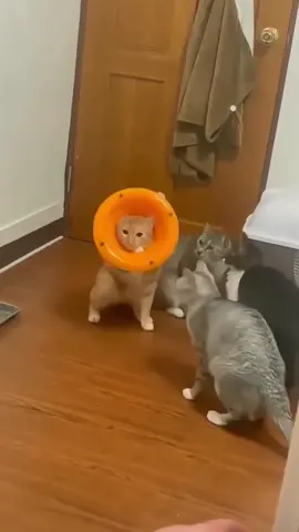 Cat in a cone#cat #cats #cutecats #fyp #funnycats #catlover #forgou #funnyvideos #funnyanimals #kitten #pet #usa_tiktok 