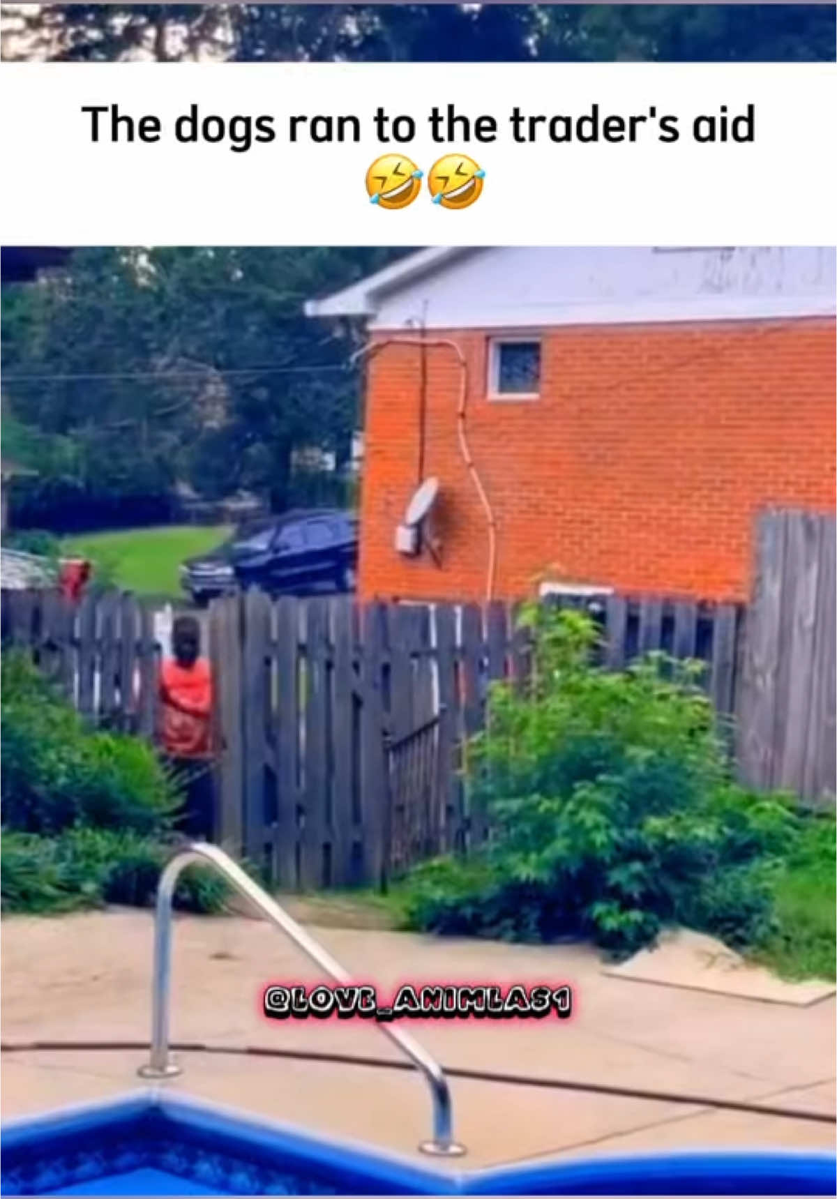 look at the end 🤣 #dogs #cats #pet #cute #petlover #animals 