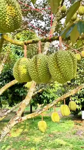 Pupuk Pelebat Buah Durian dan Mencegah Kerontokan Bunga. POC Booster Durian dari Fresh Natur! #pupukdurian #pupukorganikdurian #pupukbuahdurian #pupuktanamanbuah #pupuktanaman #pupukorganik #pupukorganikcair #pelebatdurian #pupukpelebatbuah #pelebatbuahdurian #pelebatbuah #CuanTanpaBatas #fyppp