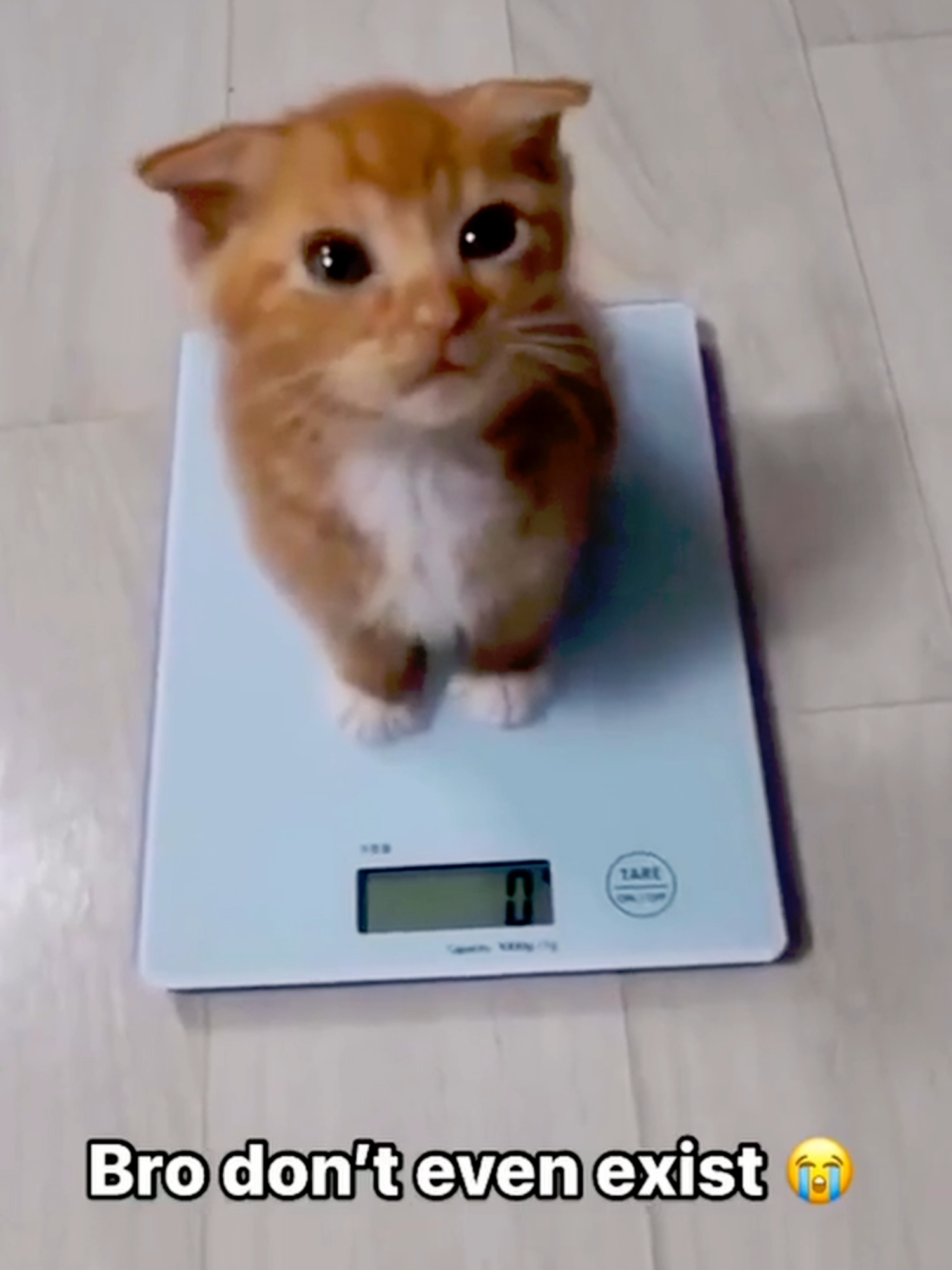 Weightless Kitten #lightweight #onthescale #weigh #0lbs #0pounds #weightless #tinykitten #kittensoftiktok #lightasafeather #cutenessoverloaded #cutekitten