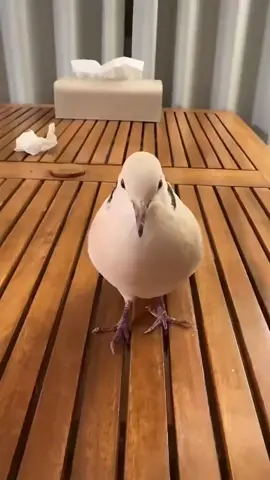 Bro, you're pursuing the wrong person.😂#bird 