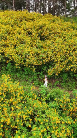 Lại một mùa hoa dã quỳ…#dalat#hoadaquy#khampha#e37kgj