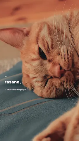 #CapCut rasane pie kang?🎧  #overlay #liriklagu #pangarepan @TWENTYNINE OFFICIAL 
