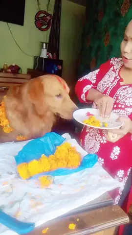 #kukurtiharspecial🐶🐨 #kukurtihar2024 #happytihar @Leo 
