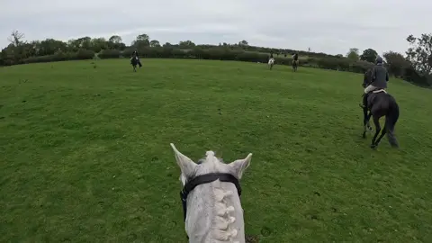 Hedge popping pony ❤️