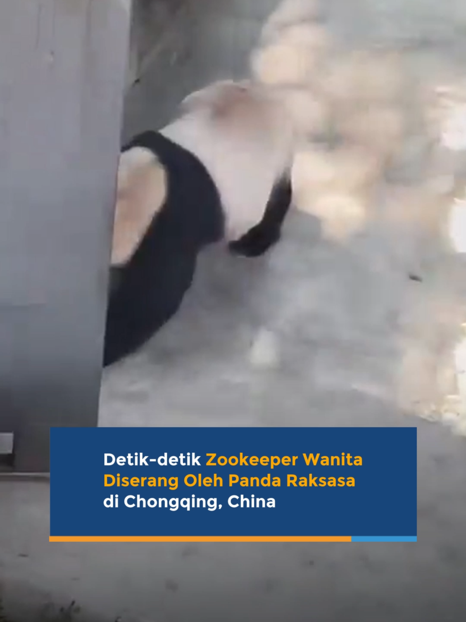 Seorang penjaga panda di Kebun Binatang Chongqing, China tak sengaja membanting pintu kandang dan mengenai kaki seekor panda bernama Ding Ding. Hal itu membuat panda menjadi agresif sehingga mengejar dan berusaha menjatuhkan penjaga wanita tersebut. Beruntung, panda itu berhenti menyerang setelah penjaga tersebut menggunakan tangan dan kakinya untuk mendorongnya pergi. #viral_video #viralvideo #viraltiktok #viralnews #viralnewsvideo #trending #trendingvideo #trendingtiktok #trendingnow #fypシ #viral #news #fypシ゚viral #fyp #fy #fypage #newsupdate #china #cina #kebunbinatang #zoo #panda #pandalover #pandalife