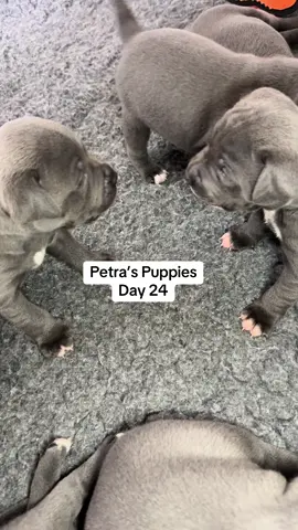 Day 24 Petra and Tommys puppies are loving life and having lots of fun, snoozes and play time.  #cute #puppy #cutepuppiesoftiktok #cutepuppy #puppysnuggles #puppytok #puppytik #puppytiktok #bluestaffypuppy #staffypuppy #tiktokpup #tiktokpuppies #cutenessoverloaded #shestheone #puppylife #puppymom #puppylove #staffordshirebullterrier #puppyoftheday #cutepup 
