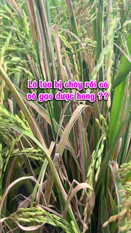 Lúa bị cháy bìa rồi có vô gạo được hong ?? #nongnghiep #lua #chiase #tuyetanhagrijapan #caylua #taohatthantoc 