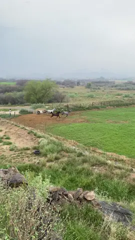 #بارق #خميس_مشيط_أبها #ماشاءالله_اللهم_بارك🧿♥️  #مربط_تراث_بارق 