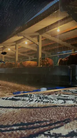 Suasana hujan di Sudiro_Farm semoga menjadi berkah😇#sudirofarm #pengusahamuda #peternaksapiindonesia #xybcafypシviralfyp🔥🔥🔥× #CapCut 