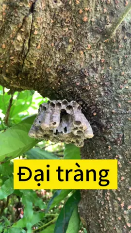 Đại tràng.                                               #thaoduoc #thaoduocdantoc #thaoduocdantoccaolan #LearnOnTikTok #chuthanhthaoduocdongbac 