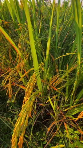🌅🌾#วิวบ้านนอก🍃 #ทุ่งนายามเย็น #เธรดท้องฟ้า #อย่าปิดการมองเห็น #ฟีดดดシ #fyp 