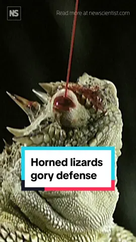Horror lizard squirts tears of blood🦎🩸 If ever there was an animal that said “Don’t even think about eating me,” it would be the Texas horned lizard. It has many defences, but as a last resort, the lizard will assault the predator by squirting a jet of blood out of its eyes. This rather extreme weapon confuses the predator and allows the lizard to escape. The lizard may release a third of its total blood supply this way, amounting to 2 per cent of its body mass, and the jet can travel several feet. The blood is laced with noxious chemicals, which may come from the venomous ants that are the lizards’ preferred diet. Dogs are particularly vulnerable to the blood, and if they get sprayed they spend a while shaking their heads to get rid of it. The lizards seem to know this and are more likely to use it on dogs than on other predators. Autohaemorrhaging, as this gruesome trick is called, is moderately common in insects, but horned lizards seem to be the only group of vertebrates that do it. Tap the link in bio to learn about more horror animals from our ghoulish gallery #halloween #hornedlizard #lizard #spooky #blood #weirdanimals #LearnOnTikTok #Science