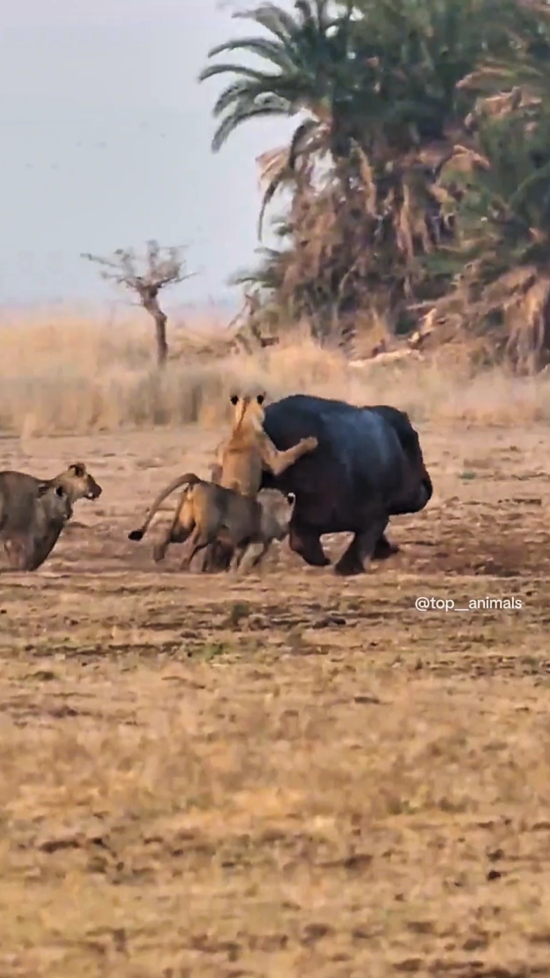 The never-ending battle between hippos and lions is the best in the wildlife world #wildlife #animals #lion 