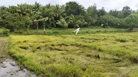 Our rice field nasira ng bagyong Khristine 🥺