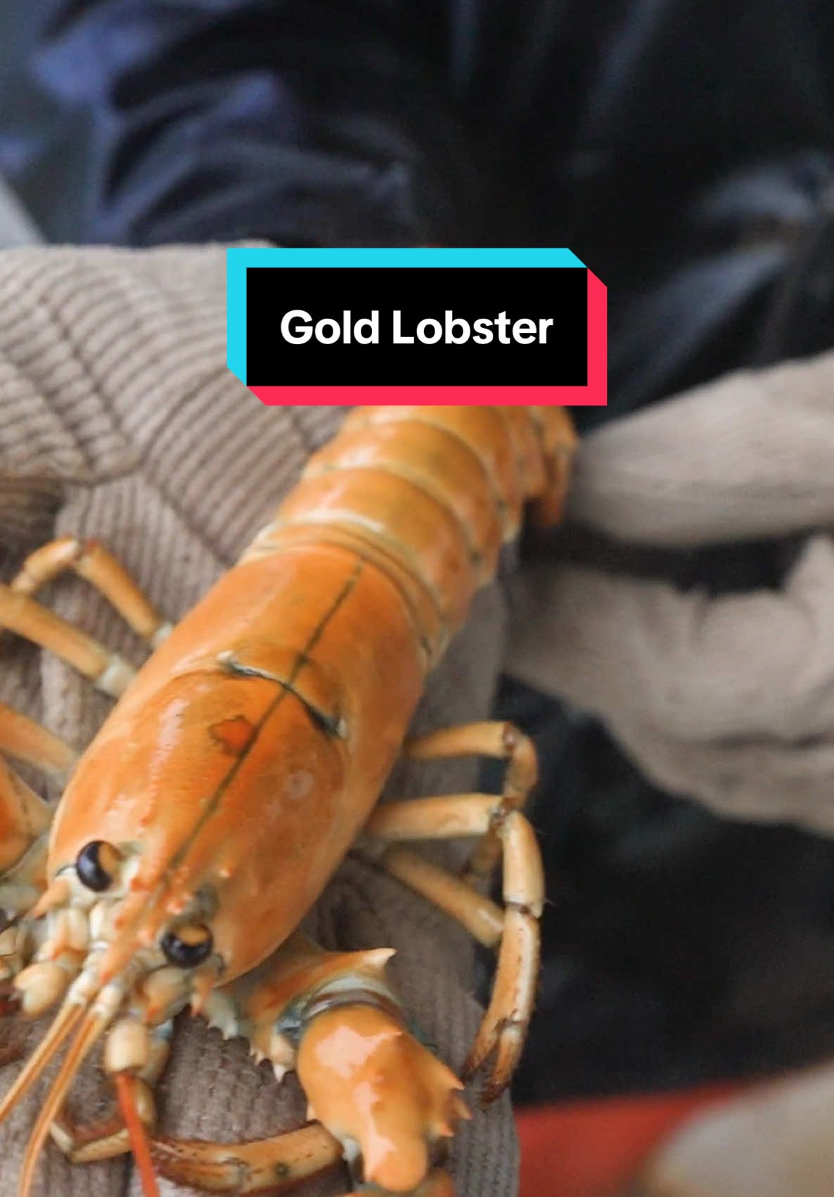 Catching a 1 in 30,000,000 golden lobster for my aquarium #maine #lobster #sustainable #forthefuture #commercialfishing #seafood #interesting #DidYouKnow #education #learn