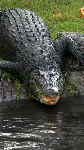 LOOK at this absolute UNIT of a saltwater croc!  Morton flew out of the water chasing a pumpkin treat from @Savannah Boan  and the rest of the team at @gatorland_orlando and then slowly slid back in.  . Scroll back a few reels to see him explode from below the surface and you will appreciate the power even more after seeing how gigantic he really is from this angle.  . I was lucky enough to be there when the team was filming their latest YouTube video and providing some enrichment for the biggest and baddest gators and crocs on the property.  . Check out their Gatorland Vlogs YouTube channel to watch all the action.  . . . #saltwatercroc #saltwatercrocodile #croc #gatorland #halloween #reptlies #orlando #reptilelover #florida #gators