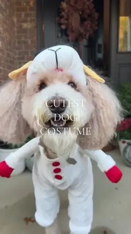 Cutest lamb chop I’ve ever seen 🐑 #halloween #dogcostume #dogsoftiktok #dog #goldendoodle #halloweendog #goldendoodlesoftiktok 