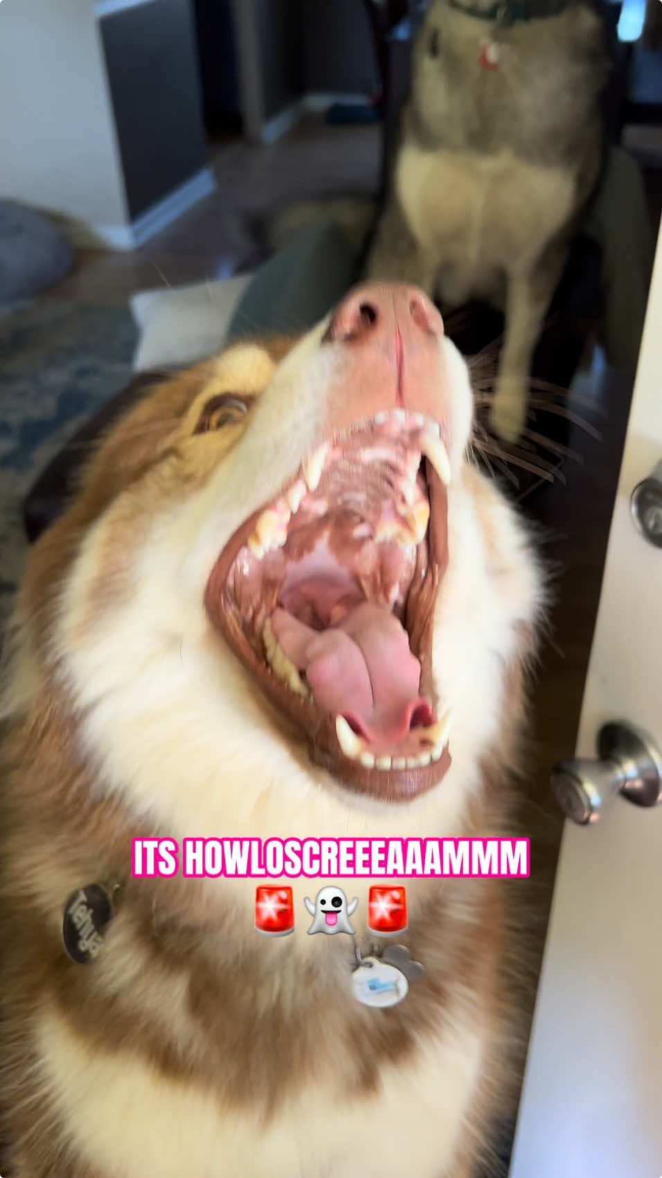 Happy HOWL-OWEEN Husky Style 🤣🎃 #happyhalloween #howling #siren #dogsoftiktok #talkingdog #huskylife #alarm #funnyvideo #doglover #fyp #husky #humor #dogs #lol #howling #dogsofttiktok #huskies #dogsvideo #dogmom #dramatiktok #dogs #halloween2024 #dog 