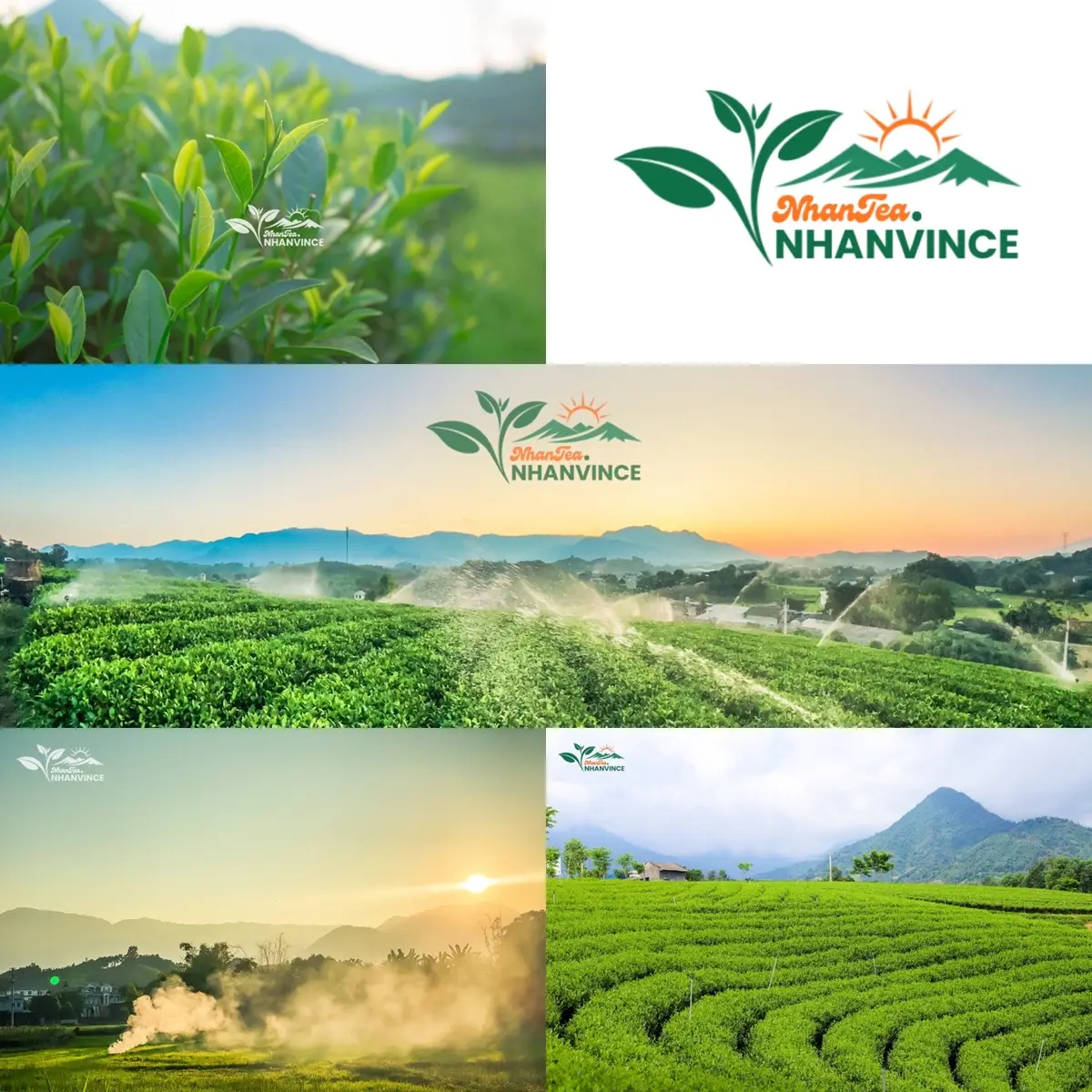 Thái Nguyên đệ nhất danh trà #thainguyen #chexanh #traxanh @NhawVine 