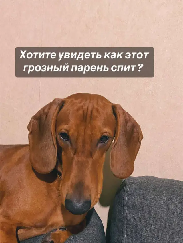 А разговоров то было 🤣 #такса #dachshund #рекомендации #fyp #собака #funnyanimals #dog 