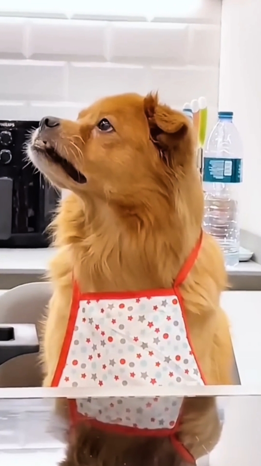 When I first started cooking and the ending 😂😂 #dogs #dogsoftiktok #dogfunny #funnyvideos #funnyhai19 #fyp #foryou 