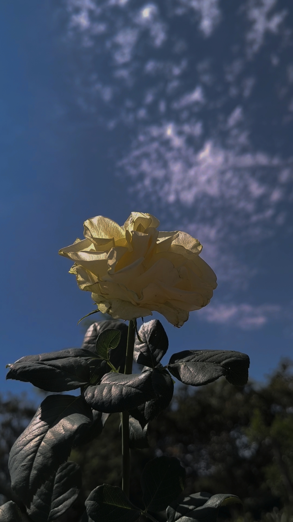 ❤️‍🩹🌵#parati #viral_video #videoviral #paratiiiiiiiiiiiiiiiiiiiiiiiiiiiiiii #todosantosbolivia🇧🇴 #bolivia🇧🇴 #cocha #2denoviembre #diadelosmuertos #noviembre #f 