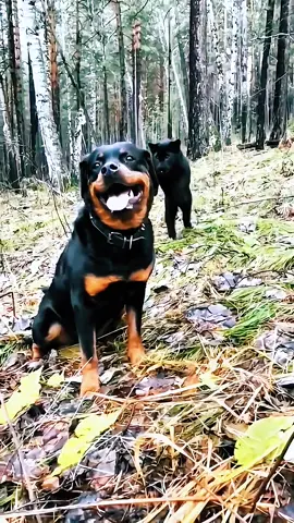 The beauty nature 🌍🌿 #animals #beautiful #beauty #nature 