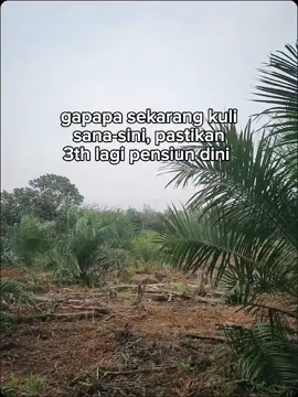 kalian hebat, kalian harapan keluarga 🤝🏽#fypシ #petanisawit #sawitontiktok #sawitsumatra #tbm 
