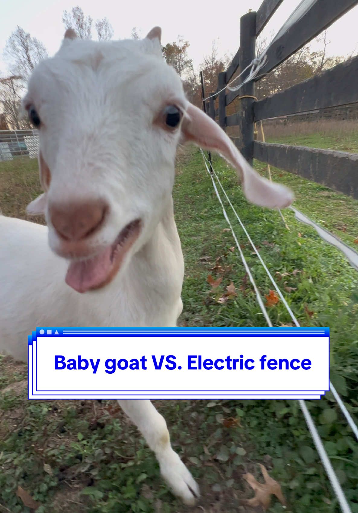 Baby goat vs Electric Fence #shocked #goat #babygoats 