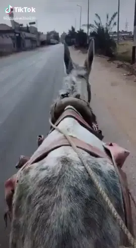 رحت لواحد صاحبي الفلاحين قال لي اركب ورايا فرحنا وده اخذ الحمار ورايح الغيط 🤣🤣🤣