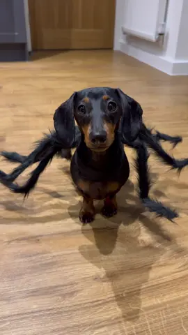 No tricks, just treats for the cutest, happiest little spider 🥹🕷️ Happy Halloween 🎃 #sausagedog #halloween #fyp #spider #dog #dogs #doxie #teckel #dachshund #dogsoftiktok #halloweendog #fy #foryou #foryoupage #puppy 