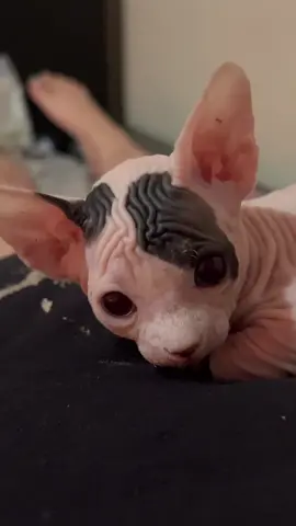 Theres now 7 of us in this 1 bedroom apartment 🐀 #cat #sphynx #rat #cutecat 