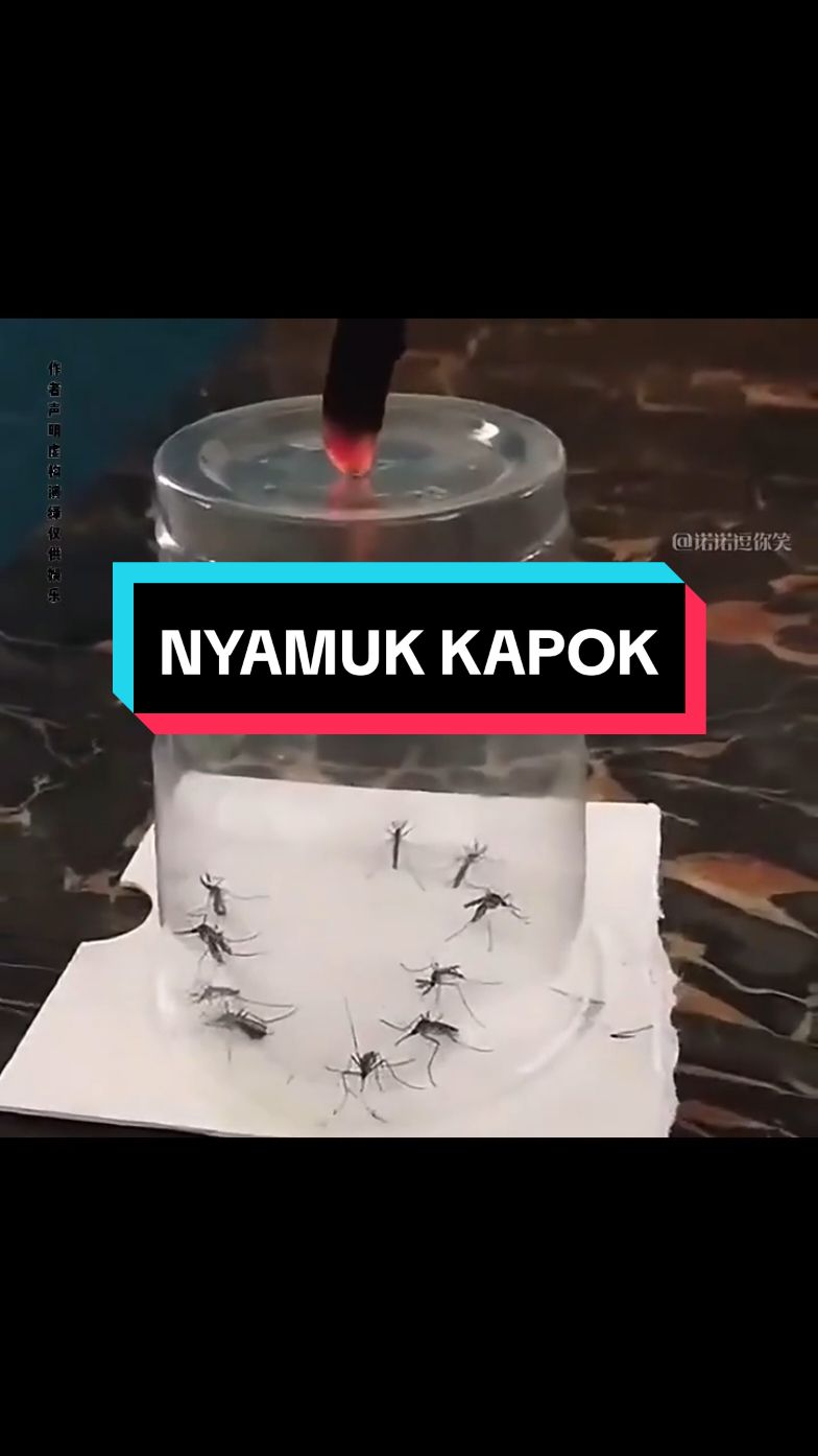 ‼️CARA AMPUH NGEBUAT NYAMUK OGAH MAEN KE RUMAH KITA LAGI‼️#fypシ゚viral #fyp #ngakak #nyamuknakal #videoviral #beritaviral #viralvideo 