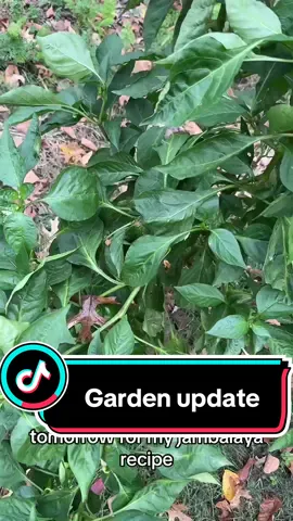 Garden update #garden #gardensoftiktok #tomatoes 
