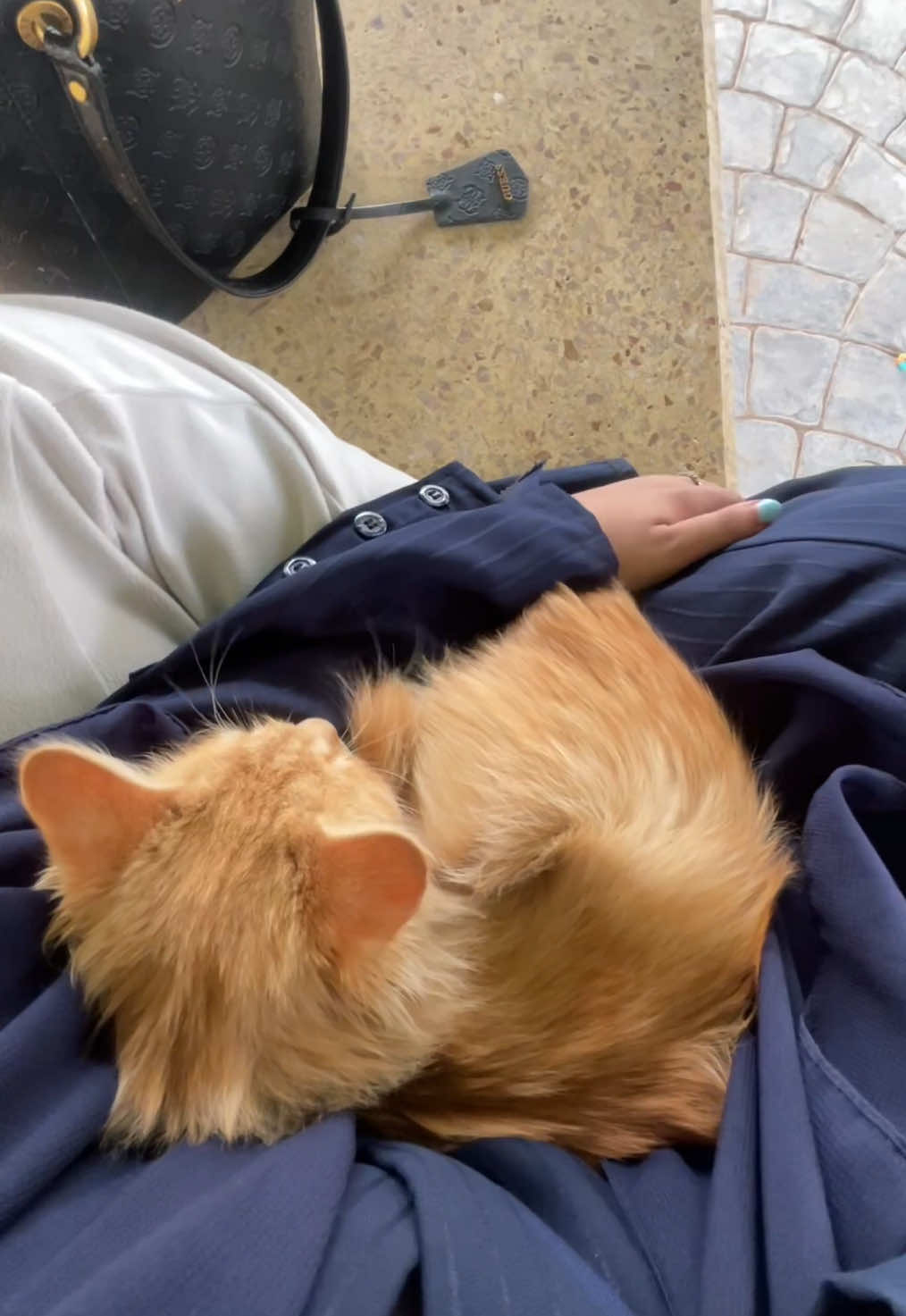 daily love dose 💗 we are all in love  #inlove #explore #cat  #viral #شعر #خالد_الفيصل #fypシ #Love #اكسبلور #Capcut 