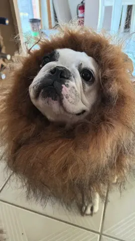 The king of the pride land has arrived!! Tank in his Halloween costume 2024. 🦁🧡🎃 #Halloween #Halloweencostume #Halloween2024 #DogCostume #Frenchies